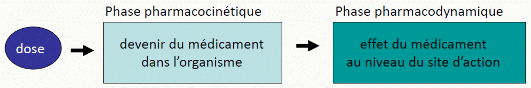 Schéma phases PK devenir et PD effet au site d'action