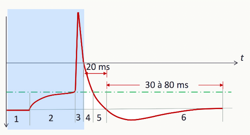Courbe complète du potentiel d'action : dépolarisation rapide, pic, repolarisation, hyperpolarisation et récupération.