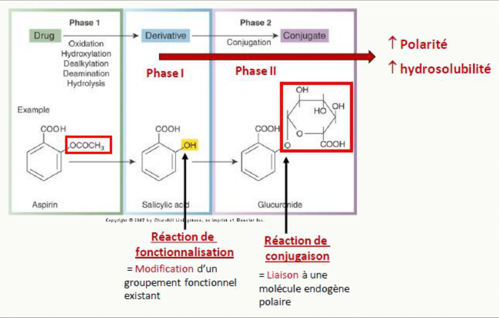 Phases 1 fonctionnalisation et 2 conjugaison