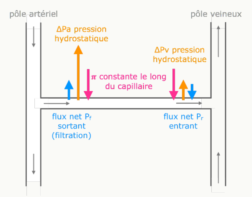 Phénomène de Starling au niveau d'un capillaire : pression hydrostatique élevée au pôle artériel puis faible au pôle veineux, pression oncotique constante.