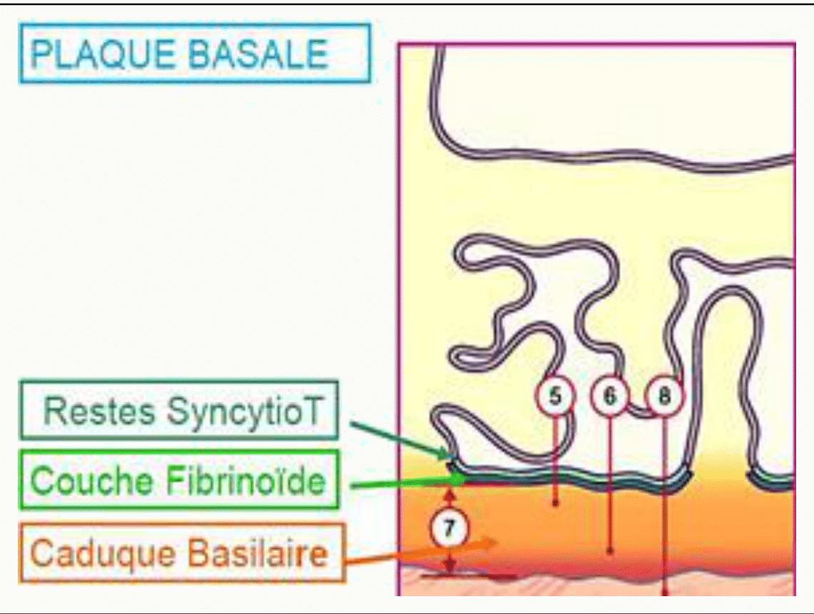 La plaque basale à terme : couche fibrinoïde de Nitabuch et caduque basilaire