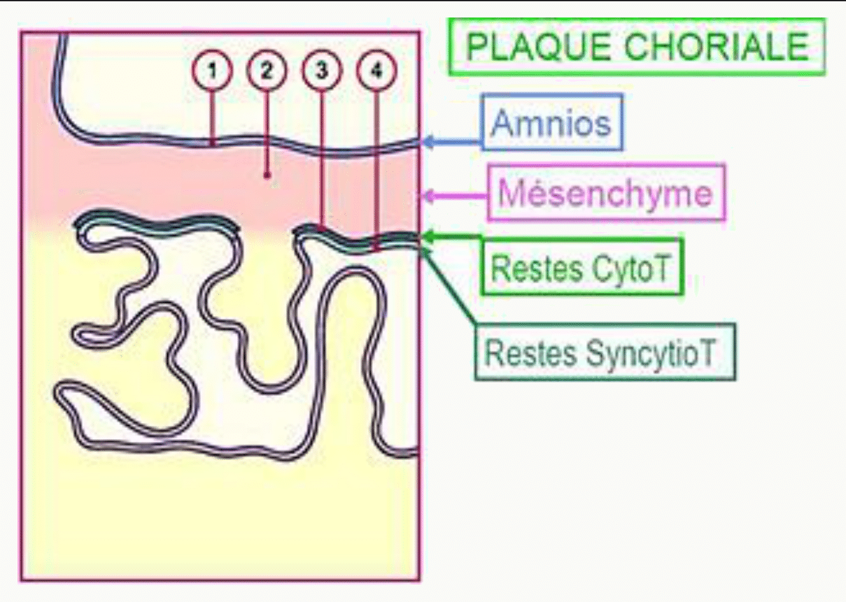 La plaque choriale à terme : amnios et restes trophoblastiques