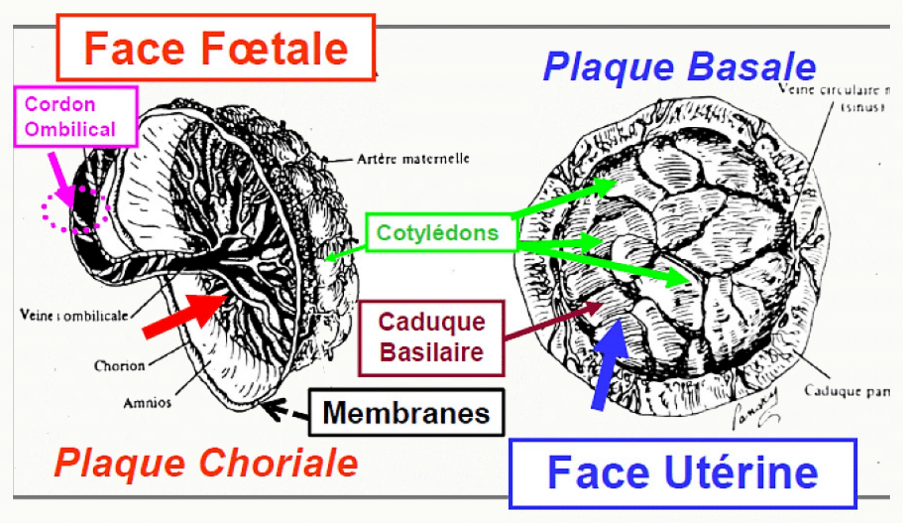 Comparaison de la plaque choriale (face fœtale, cordon, amnios) et de la plaque basale (face maternelle, caduque basilaire, cotylédons)