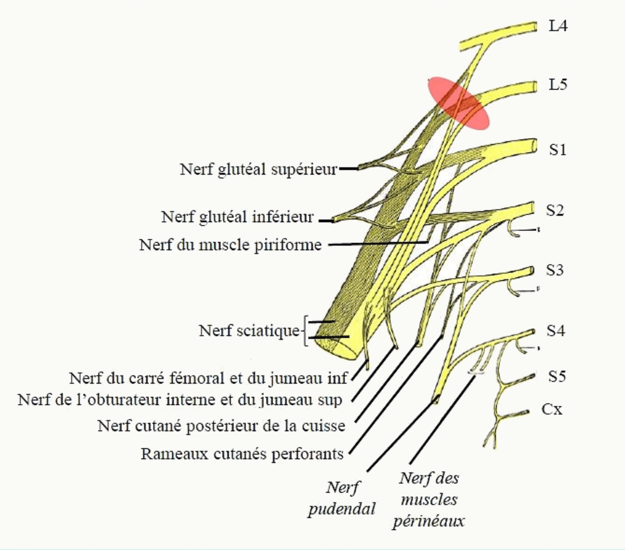 Plexus sacral et tronc lombo-sacral, et ses branches dont le nerf sciatique