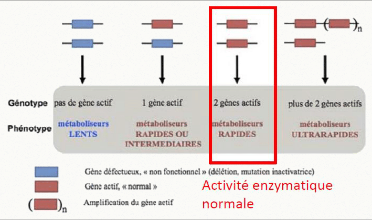 Polymorphisme CYP2D6 allèles 0/1/2/plus de 2