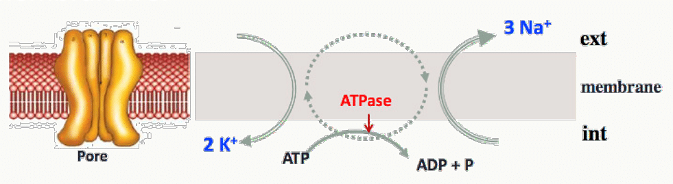 Pompe Na⁺/K⁺ ATPase transportant 3 Na⁺ vers l'extérieur et 2 K⁺ vers l'intérieur par hydrolyse d'une molécule d'ATP.