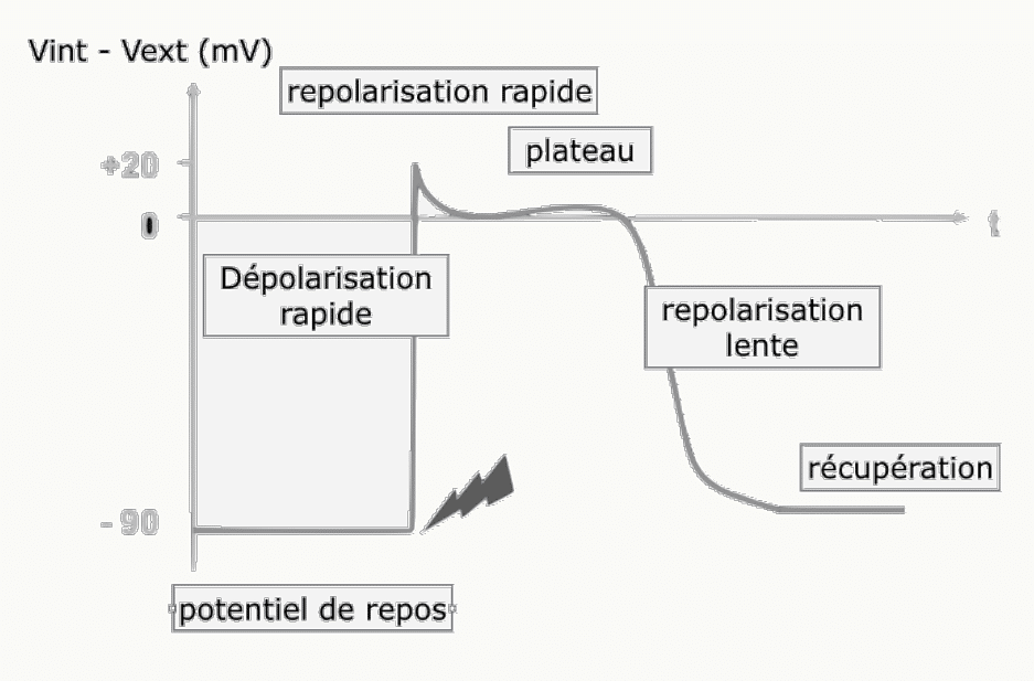 Potentiel d'action d'une cellule myocardique : dépolarisation rapide, plateau prolongé, repolarisation lente.