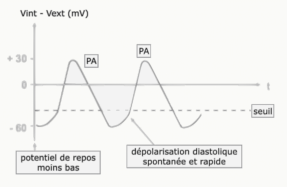 Potentiel d'action d'une cellule nodale : potentiel de repos moins bas, dépolarisation diastolique lente et spontanée.