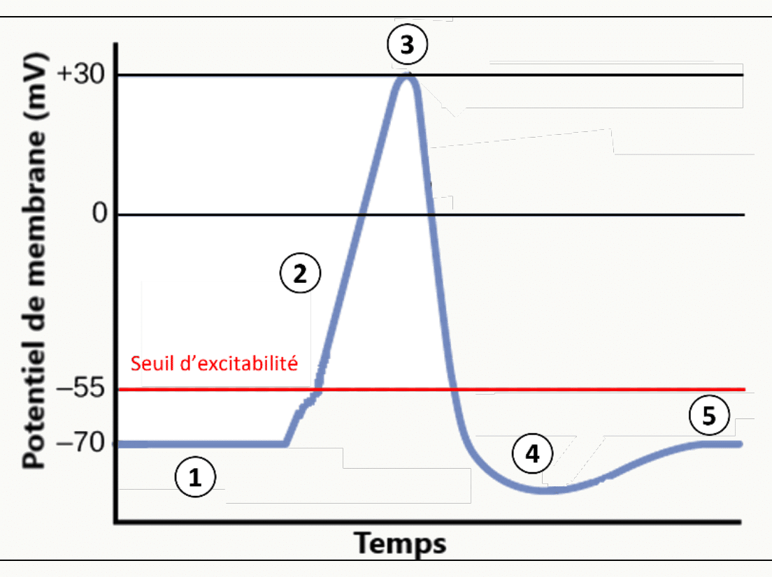 Décours temporel du PA avec ses phases (repos, seuil, +30 mV, repolarisation, hyperpolarisation).