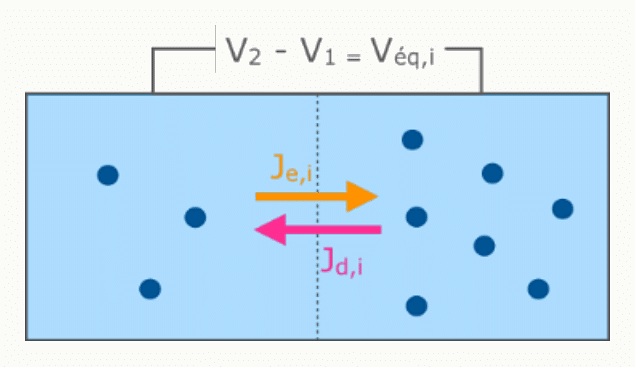Compartiment concentré et compartiment dilué de part et d'autre d'une membrane perméable à un ion, avec potentiel d'équilibre V_éq,i.
