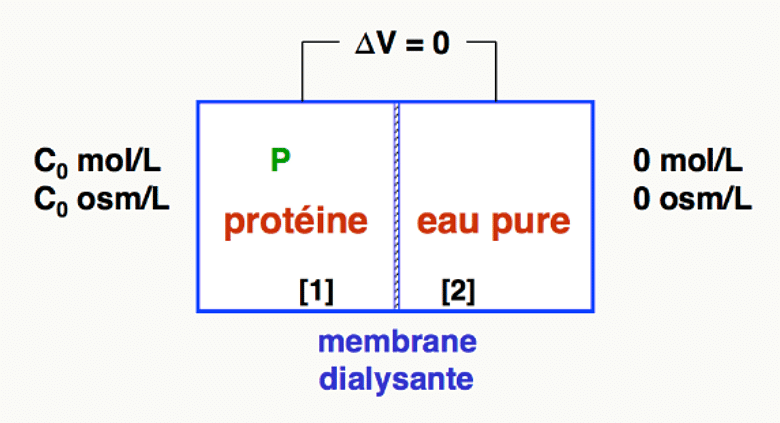 Compartiment contenant une protéine P^z⁻ et compartiment d'eau pure séparés par une membrane dialysante, avec ΔV = 0.