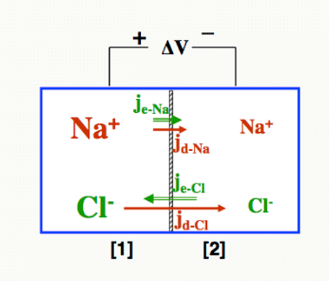 Flux couplés de Na⁺ et Cl⁻ entre deux compartiments séparés par une membrane, avec potentiel résultant ΔV.
