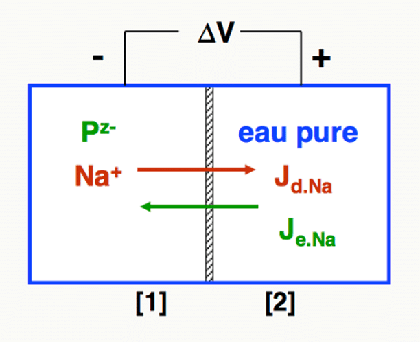 Flux diffusif et flux électrique de Na⁺ entre deux compartiments séparés par une membrane, générant une ΔV.