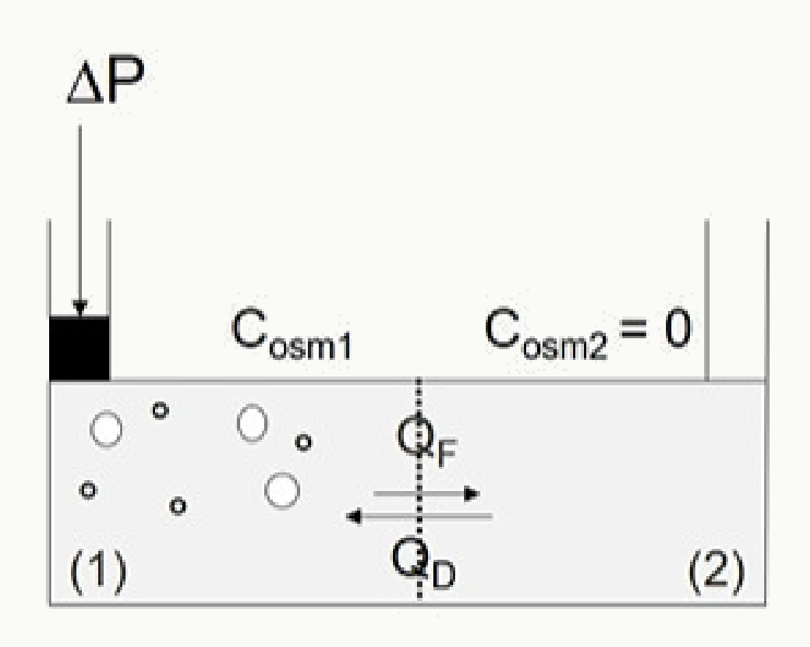 Schéma montrant la pression osmotique ΔP entre deux compartiments de concentrations osmolaires différentes