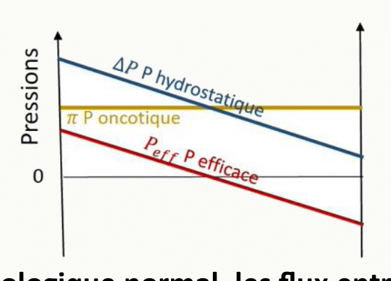Graphique des pressions le long du capillaire : pression hydrostatique décroissante, pression oncotique constante, pression efficace