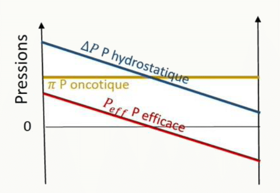 Courbes de la pression hydrostatique décroissante, de la pression oncotique constante et de la pression efficace résultante le long d'un capillaire.