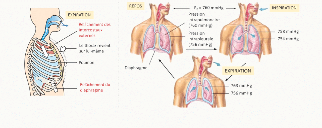 Schéma comparatif des pressions intrapulmonaire et intrapleurale au repos, à l'inspiration et à l'expiration, avec représentation anatomique du thorax et du diaphragme pour chaque phase et valeurs de pression en mmHg.