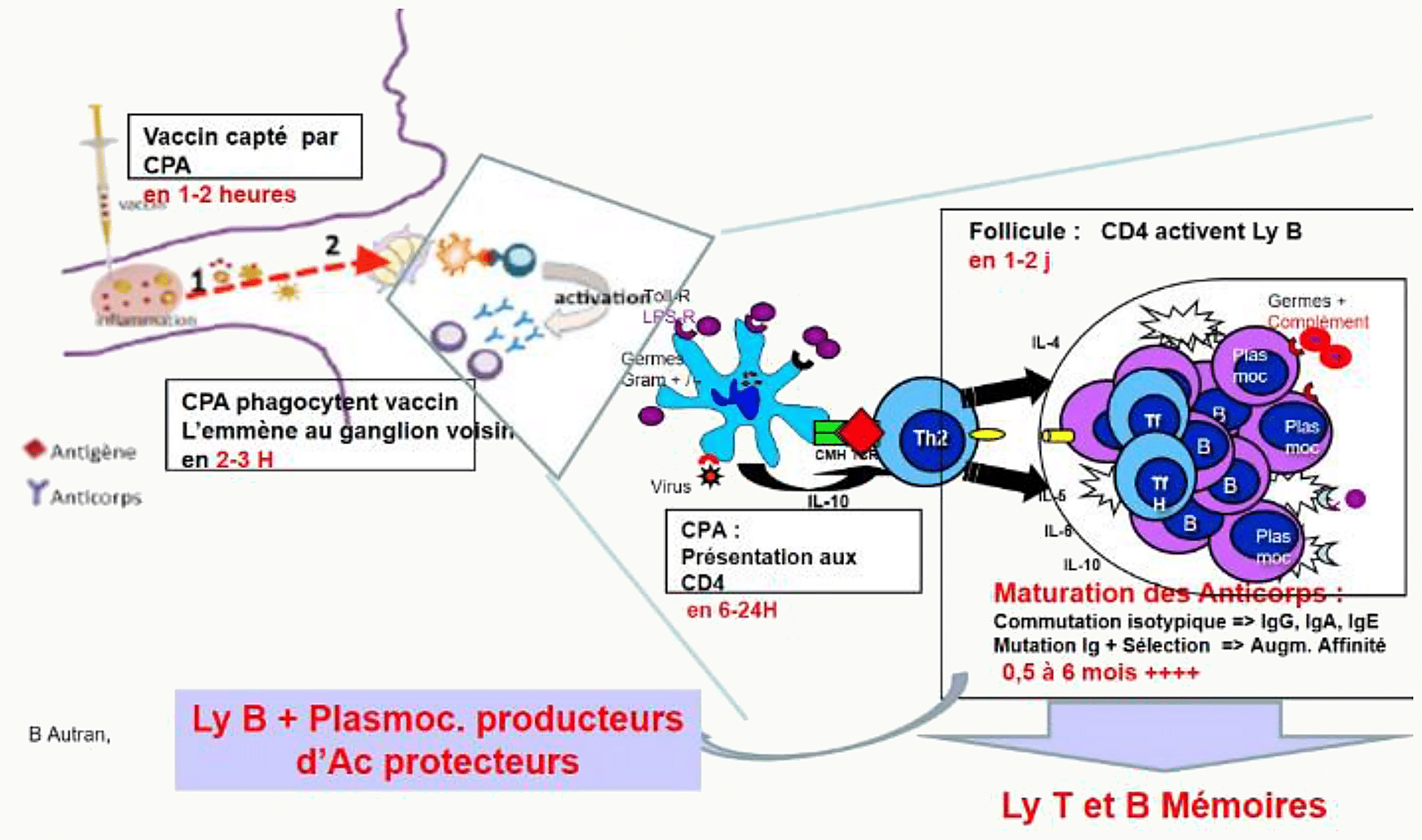Schéma de la primo-immunisation vaccinale : capture du vaccin par une cellule présentatrice d'antigène, migration vers le ganglion, activation des lymphocytes T CD4 et B, différenciation en plasmocytes producteurs d'anticorps et en lymphocytes B et T mémoire