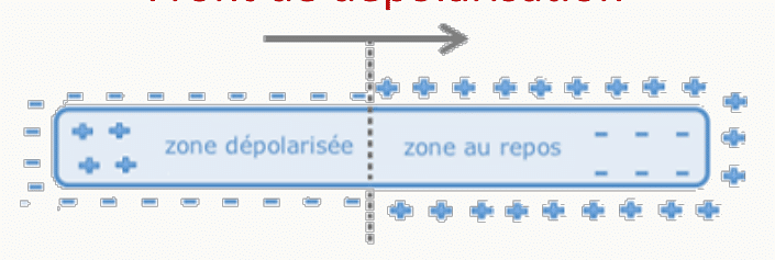 Progression du front de dépolarisation le long d'une fibre cardiaque : zone dépolarisée avancée par rapport à la zone au repos.
