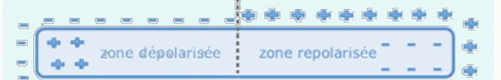 Progression du front de repolarisation : la zone repolarisée gagne sur la zone dépolarisée.