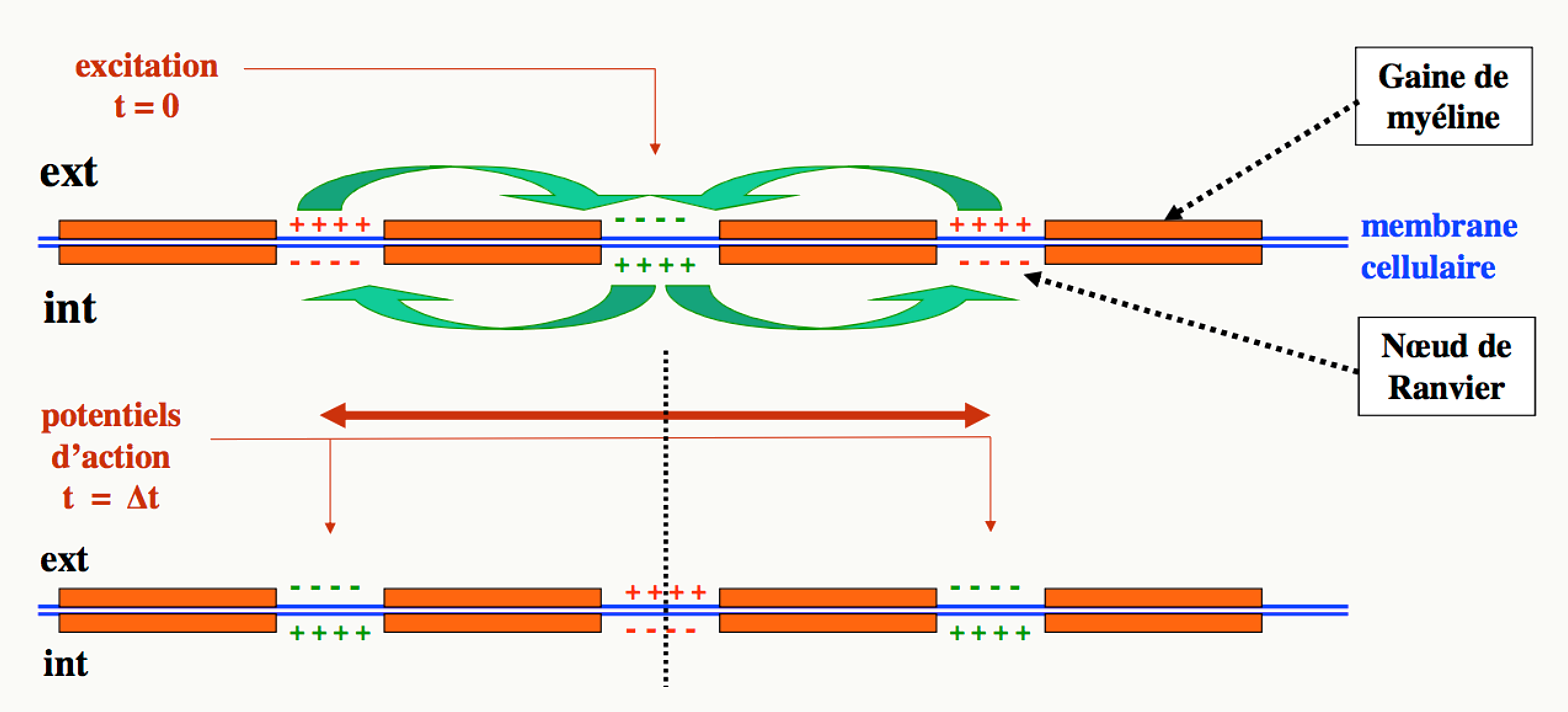 Propagation saltatoire du PA le long d'une fibre myélinisée d'un nœud de Ranvier au suivant.