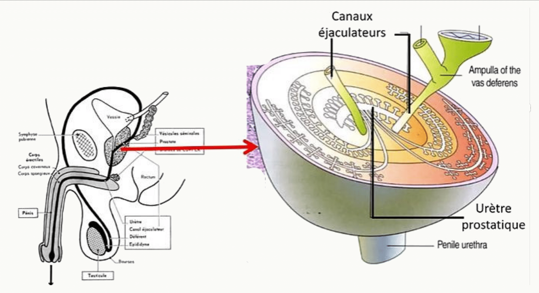Prostate : canaux éjaculateurs et zones prostatiques