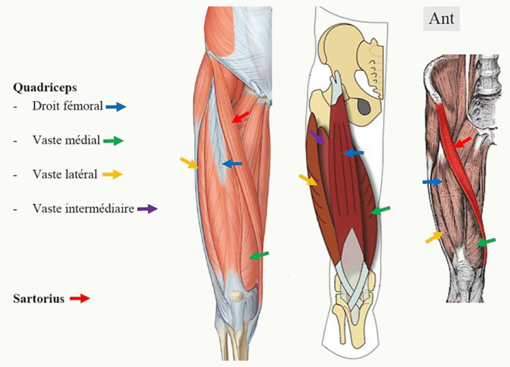 Muscles antérieurs de la cuisse : les quatre chefs du quadriceps fémoral et le muscle sartorius