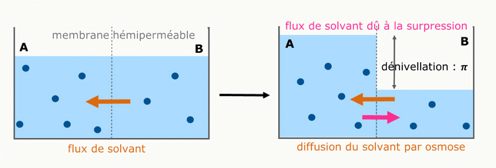 Rappel des flux à travers une membrane : diffusion du soluté et flux du solvant par osmose.