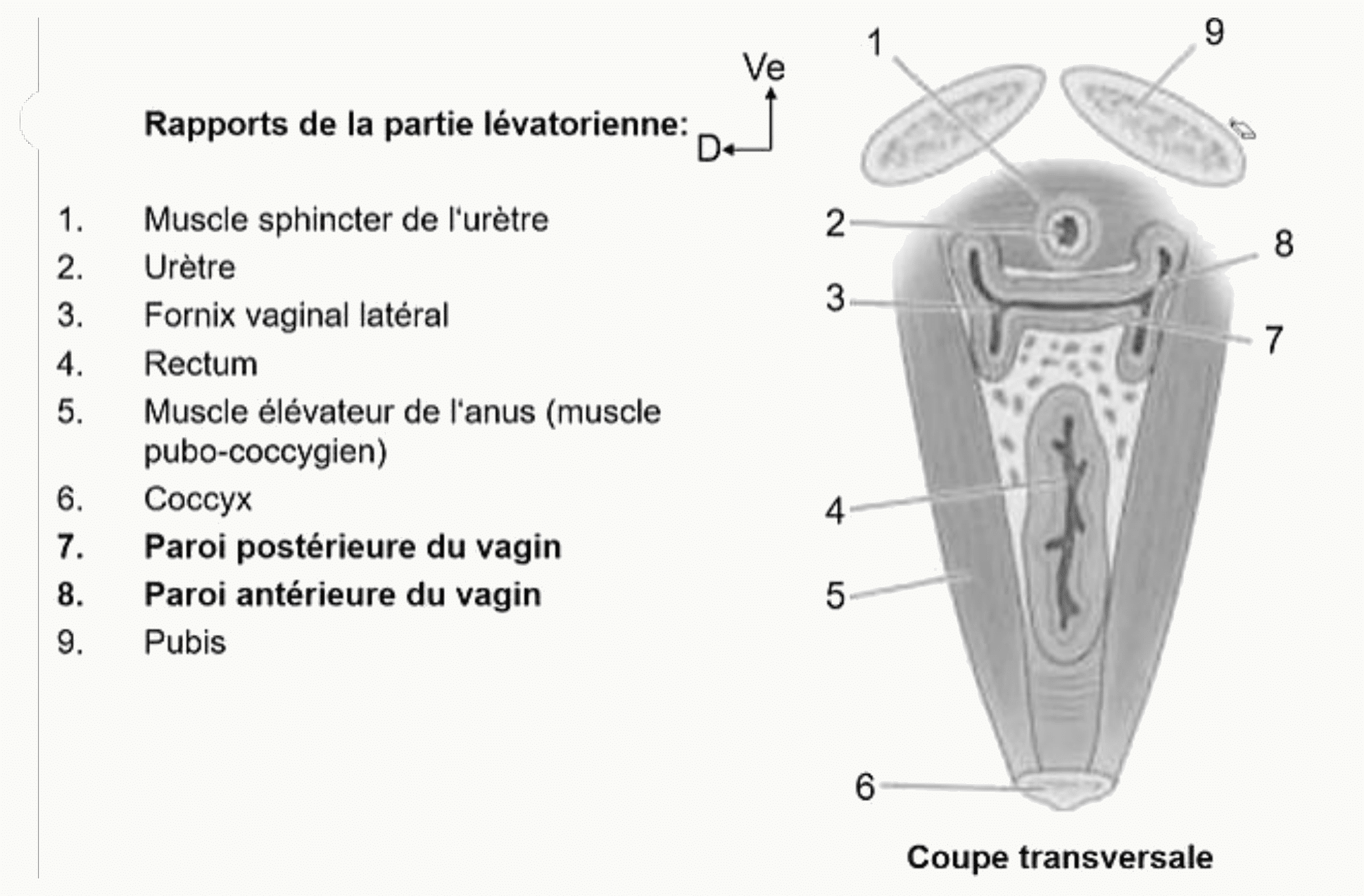 Rapports du vagin avec le muscle élévateur de l'anus, l'urètre et le rectum, en coupe transversale