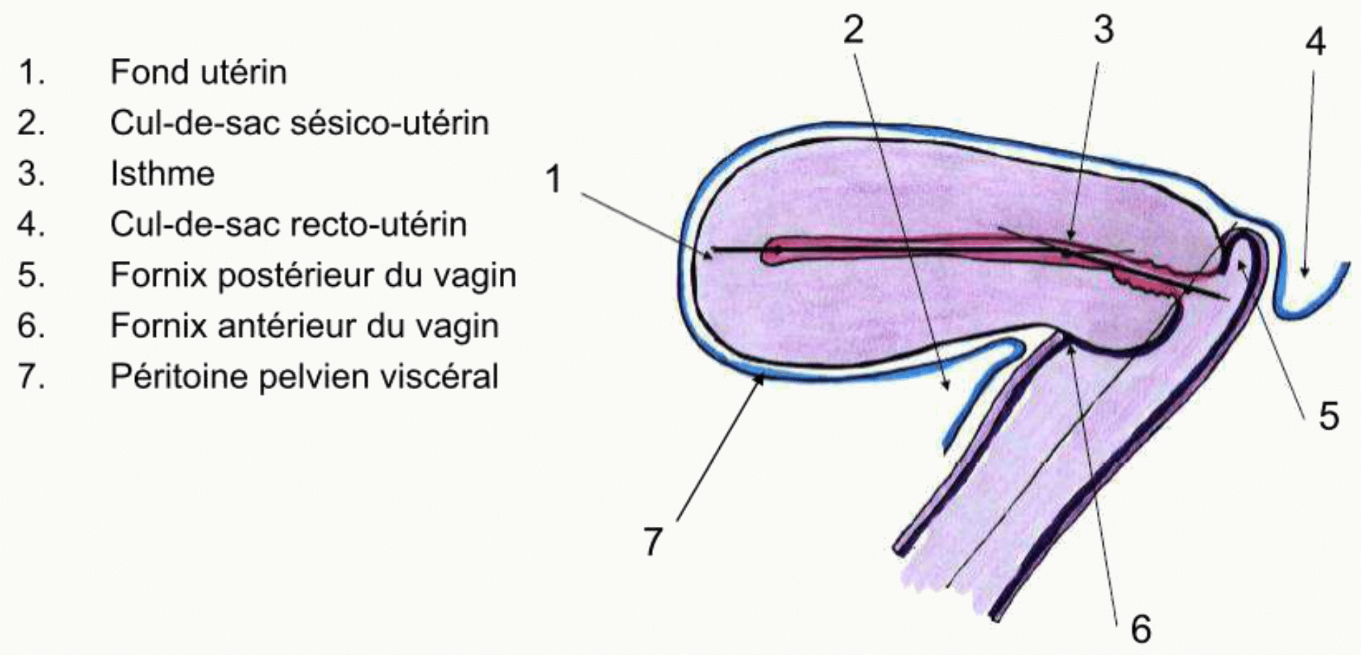 Rapports péritonéaux de l'utérus : cul-de-sac vésico-utérin en avant et cul-de-sac recto-utérin en arrière