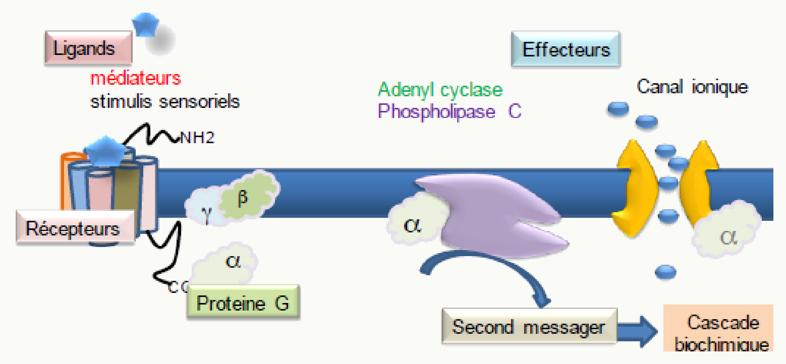 Voie AMPc et IP3/DAG via RCPG adényl-cyclase phospholipase