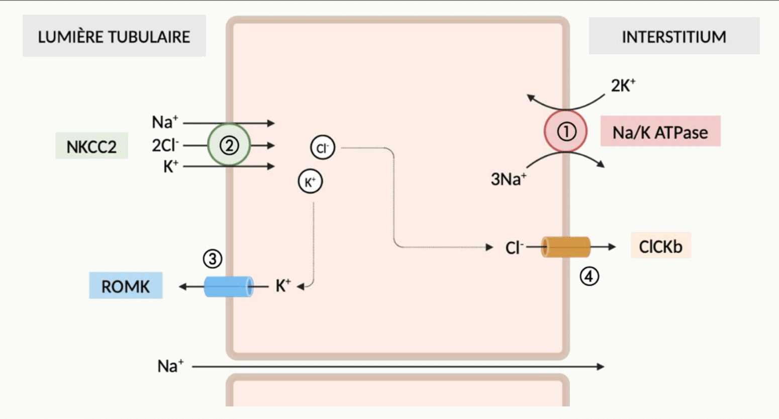 Cellule de la branche large ascendante de Henlé avec le cotransporteur NKCC2 apical (Na⁺, 2Cl⁻, K⁺), le canal potassique ROMK, les canaux chlorure basolatéraux ClCkb et la Na⁺/K⁺ ATPase