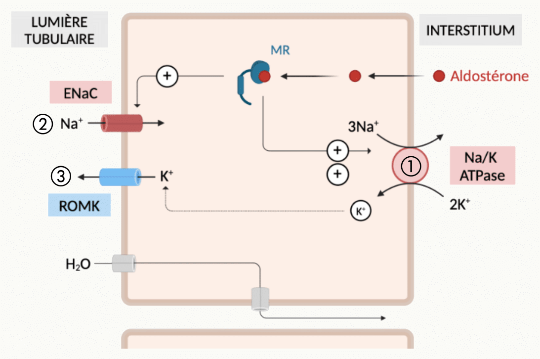 Cellule principale du canal collecteur avec le canal sodique ENaC apical stimulé par l'aldostérone via le récepteur minéralocorticoïde, le canal K⁺ ROMK apical, et la Na⁺/K⁺ ATPase basolatérale
