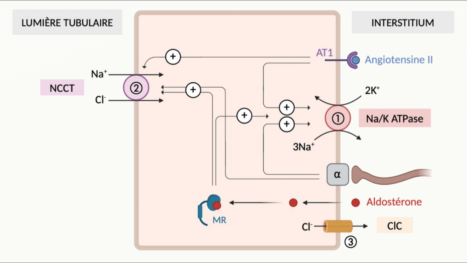 Cellule du tube contourné distal avec le cotransporteur Na⁺-Cl⁻ NCCT apical régulé par l'angiotensine II, la Na⁺/K⁺ ATPase basolatérale, et une cellule intercalée voisine où agissent le récepteur minéralocorticoïde et un canal chlorure ClC