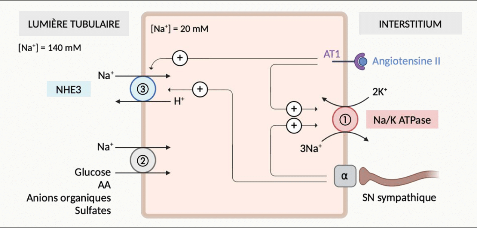 Cellule du tube contourné proximal montrant l'échangeur Na⁺/H⁺ NHE3, les cotransporteurs Na⁺-glucose et Na⁺-acides aminés au pôle apical, la Na⁺/K⁺ ATPase basolatérale, et la régulation par l'angiotensine II et le système nerveux sympathique
