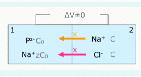 Récapitulatif de l'effet Donnan : équations d'équilibre entre compartiments 1 et 2 avec P^z⁻, Na⁺ et Cl⁻.