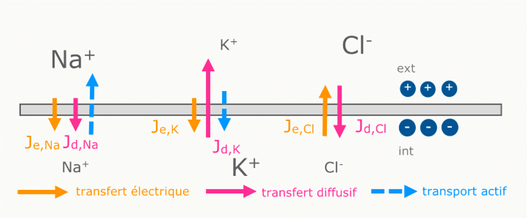Récapitulatif des flux ioniques (diffusifs, électriques, actifs) à travers la membrane au repos avec Na⁺, K⁺ et Cl⁻.