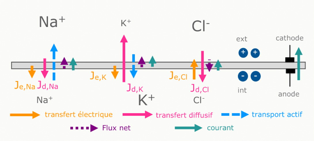 Récapitulatif des flux ioniques (diffusif, électrique, actif, net) sous une anode lors d'un stimulus.