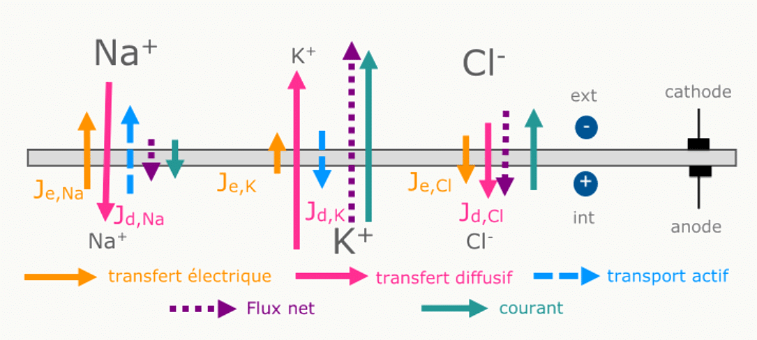 Récapitulatif des flux ioniques sous une cathode lors d'un stimulus.