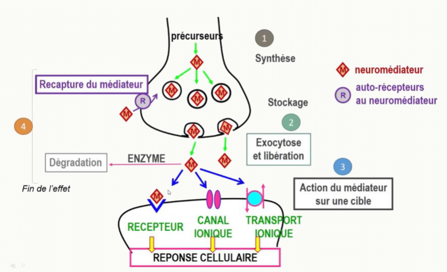 Recapture d'un neuromédiateur au niveau du neurone