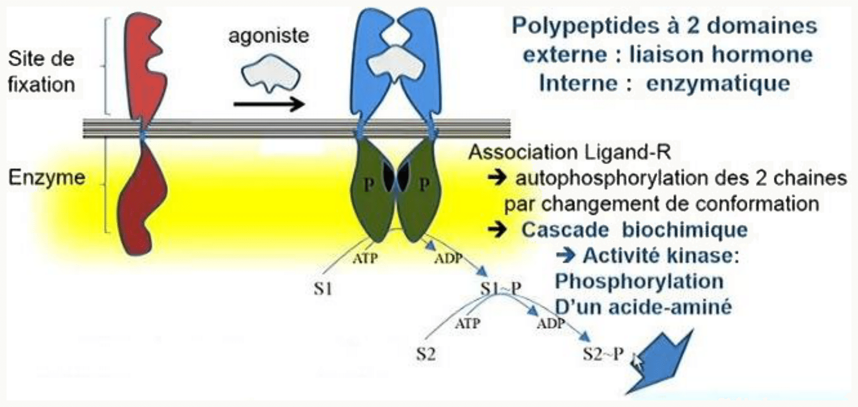 Récepteur enzymatique à tyrosine kinase et autophosphorylation