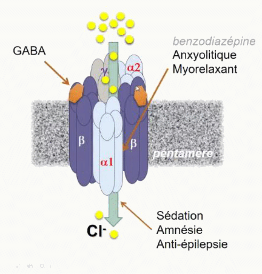 Récepteur GABA-A et benzodiazépines canal chlore anxiolytique