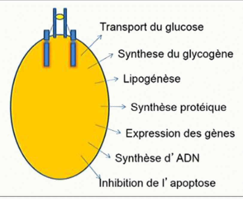 Récepteur de l'insuline signalisation multiple pléiotrope