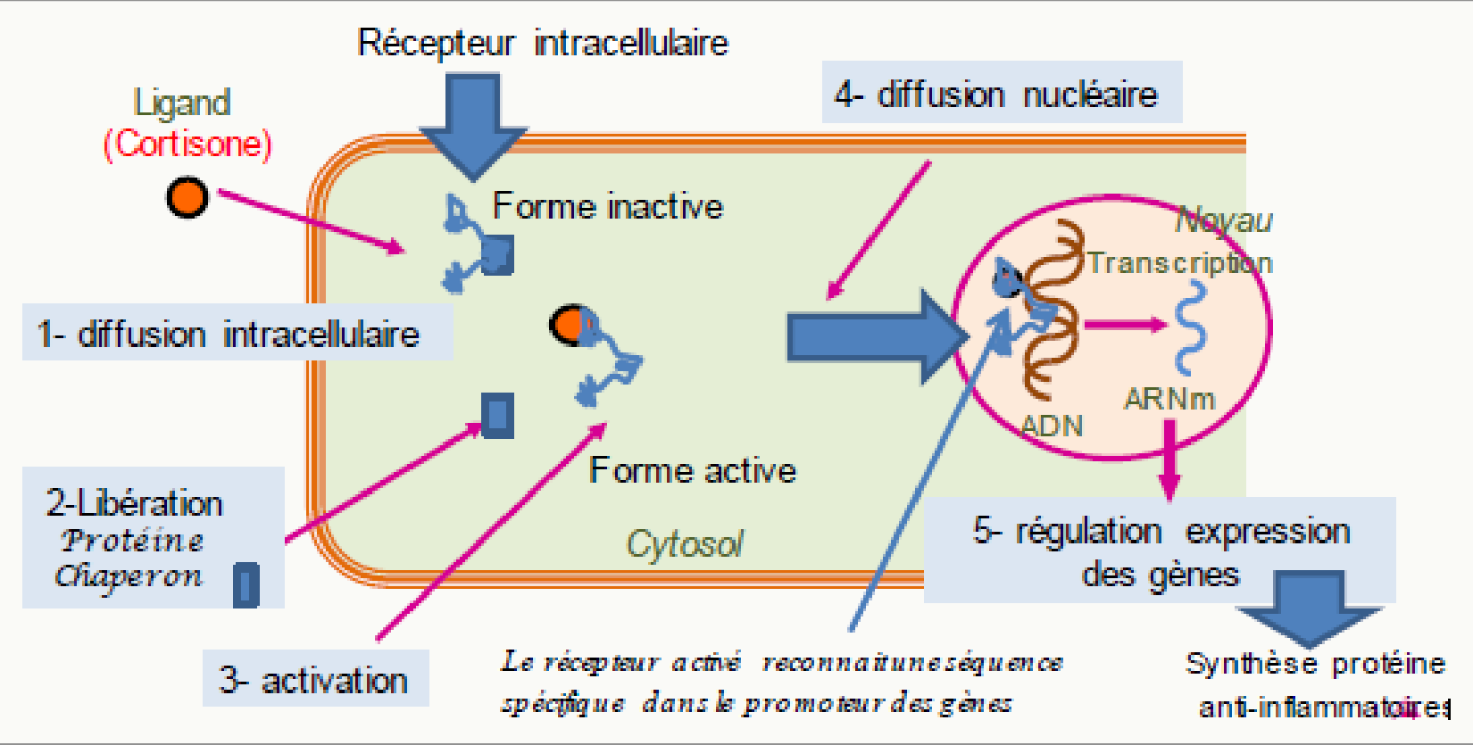Récepteur nucléaire cortisol transcription génique