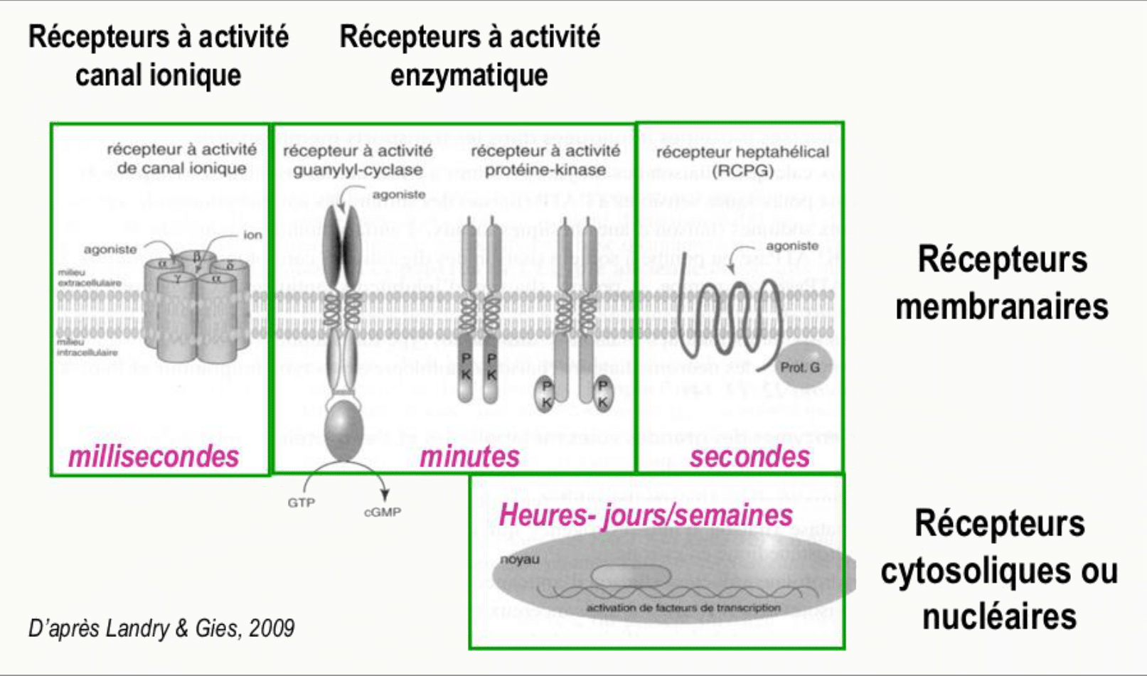 Cinétiques d'activation récepteurs canal, enzymatique, nucléaire