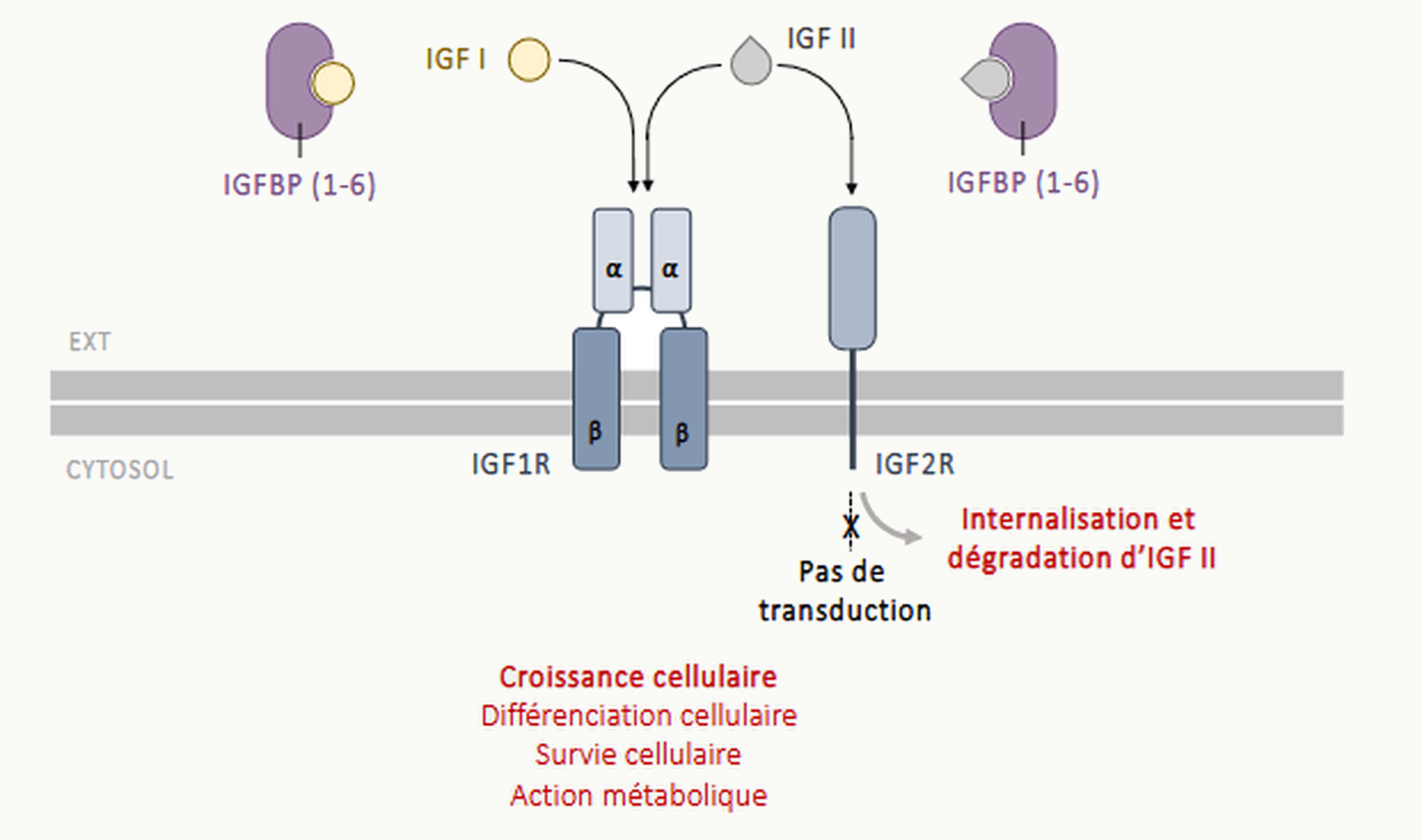 Schéma moléculaire des récepteurs IGF1R et IGF2R et rôle des IGFBP.