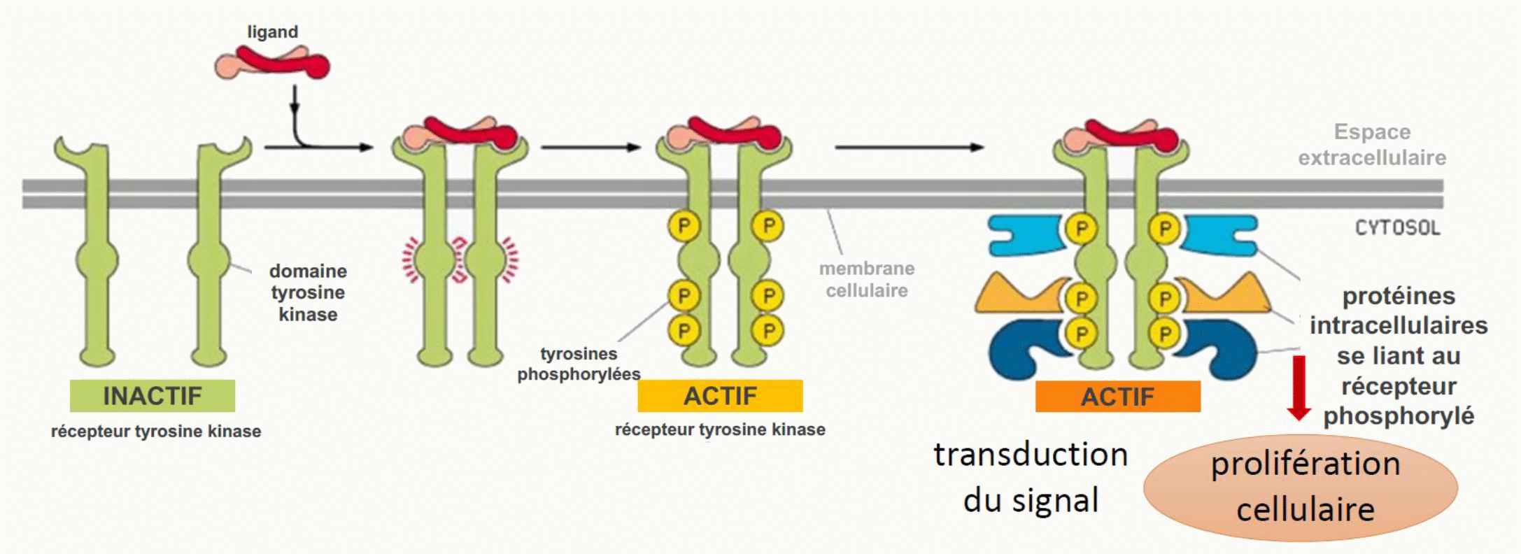 Trois grandes familles de récepteurs membranaires RCPG canaux enzymatiques
