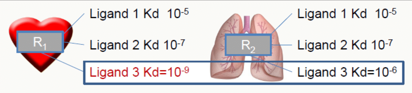 Récepteurs sur cœur/poumon avec trois ligands Kd1-3