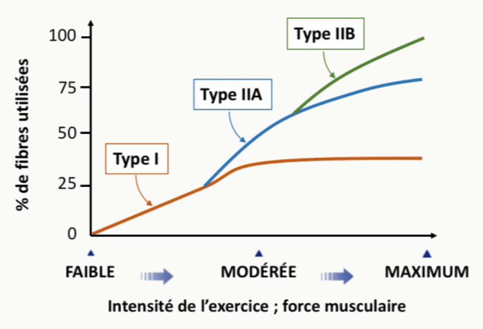 Graphique du pourcentage de fibres musculaires utilisées en fonction de l'intensité de l'exercice (faible → modérée → maximum), avec trois courbes cumulatives : type I (rouges lentes, ~40 % de saturation), type IIA (intermédiaires, ~80 %) et type IIB (blanches rapides, atteignant 100 % au maximum).