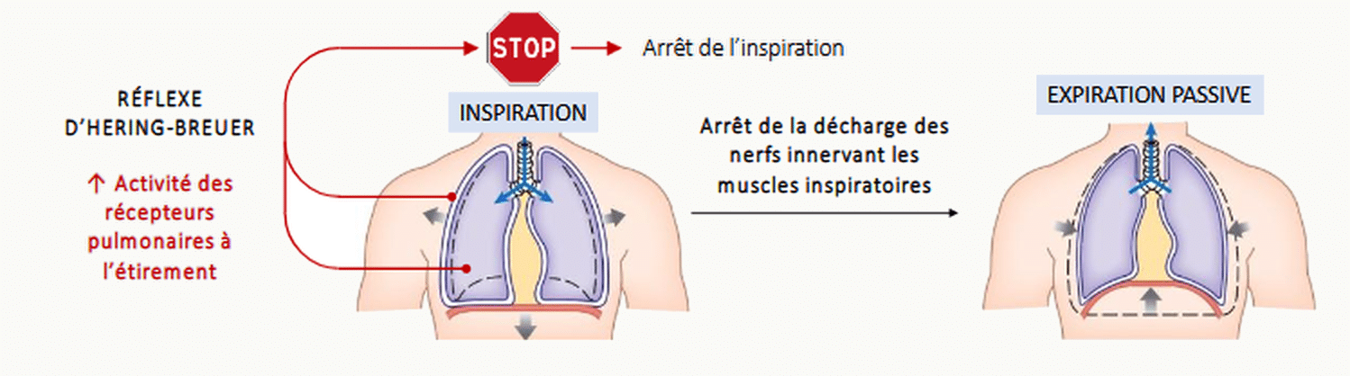 Schéma du réflexe d'Hering-Breuer montrant la séquence INSPIRATION → activation des récepteurs à l'étirement → signal STOP → arrêt de la décharge des nerfs innervant les muscles inspiratoires → EXPIRATION PASSIVE.